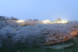 千本桜と称えられる加護坊山の桜のライトアップ