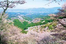 展望台からは上千本からの吉野山全体の桜が見渡せる