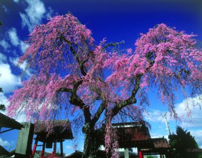 樹齢約400年の紅枝垂桜