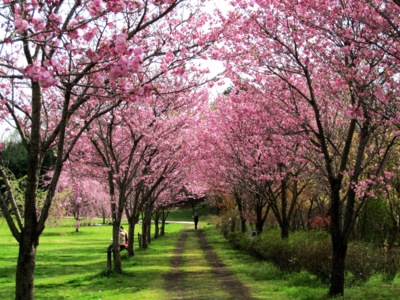 つくば市 茨城県の公園 ペット同伴可 情報一覧 4件 ウォーカープラス