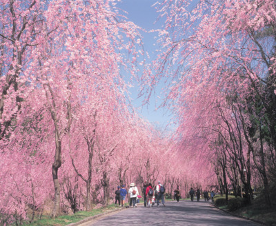 しだれ桜の並木道は圧巻のひと言に尽きる
