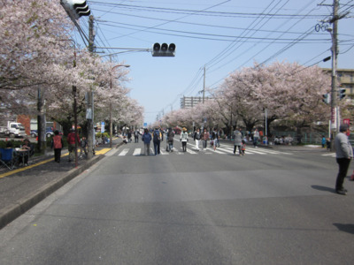 健軍自衛隊通りの桜 熊本県 の情報 ウォーカープラス