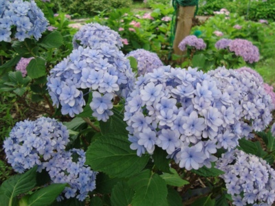 もりやま芦刈園 滋賀県 の情報 ウォーカープラス