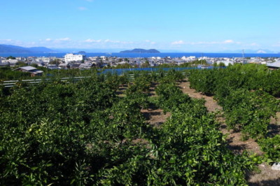 岸田みかん園 山口県 の情報 ウォーカープラス