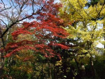 翠ヶ丘公園の紅葉 福島県 の情報 ウォーカープラス