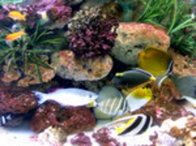 わくわく海中水族館 シードーナツ