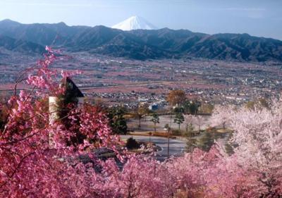 花 見ごろ 笛吹川フルーツ公園 桃源郷 山梨県 の情報 ウォーカープラス