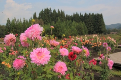 花 見ごろ 森のテラス ダリア 秋田県 の情報 ウォーカープラス