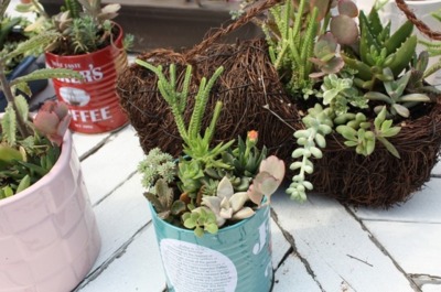 多肉植物の寄せ植え 兵庫県 の情報 ウォーカープラス