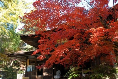 紅葉 見ごろ 定光寺もみじまつり 愛知県 の情報 ウォーカープラス