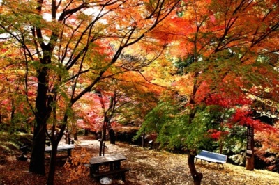 紅葉 見ごろ 宮妻峡 水沢もみじ谷 三重県 の情報 ウォーカープラス