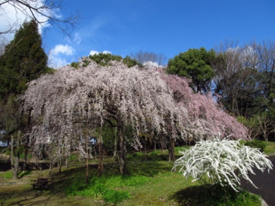 桜 見ごろ 服部緑地 大阪府 の情報 ウォーカープラス