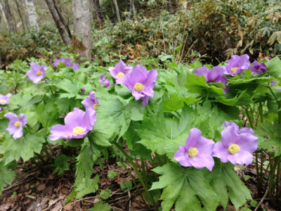 シラネアオイと春の野の花まつり 北海道 の情報 ウォーカープラス