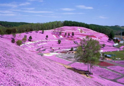 ひがしもこと芝桜まつり 北海道 の情報 ウォーカープラス