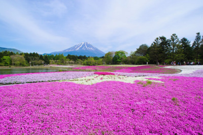 富士芝桜まつりではオリジナル記念切手や会場限定の土産を販売
