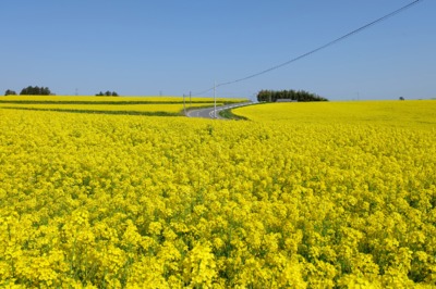 平成30年度 菜の花まつり 宮城県 の情報 ウォーカープラス