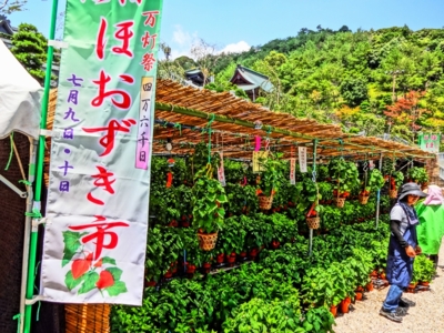 厄除ほおずき市 静岡県 の情報 ウォーカープラス 厄除ほおずき市 静岡県 の情報 ウォーカープラス