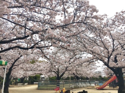 Rskバラ園の桜 岡山県 の情報 ウォーカープラス