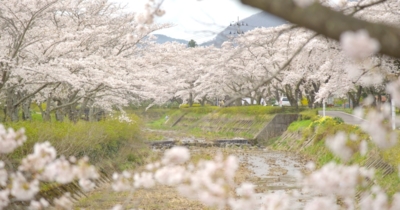 笹原川千本桜 福島県 の情報 ウォーカープラス