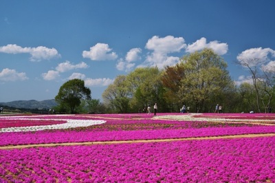 Flower Village 花夢の里の芝桜とネモフィラの丘 広島県 の情報 ウォーカープラス