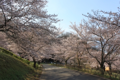 戸倉宿キティパークの桜 長野県 の情報 ウォーカープラス