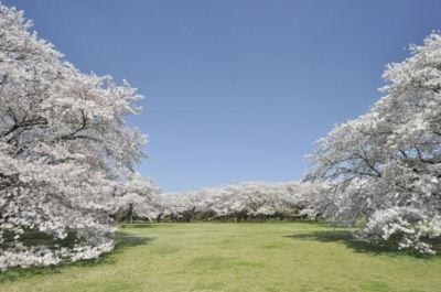 フラワーフェスティバル21 東京都 の情報 ウォーカープラス