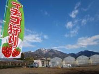 ハウスの広さは約1300平方メートルもある