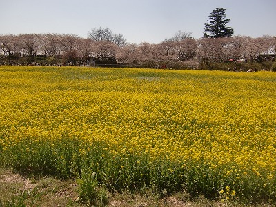 花まつりはもちろんランニング教室などのイベントも催される