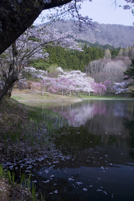 満開の桜が半田沼に幻想的に映る