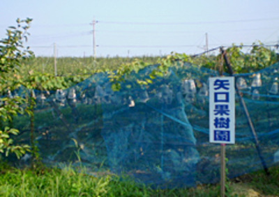 矢口果樹園 茨城県 の情報 ウォーカープラス