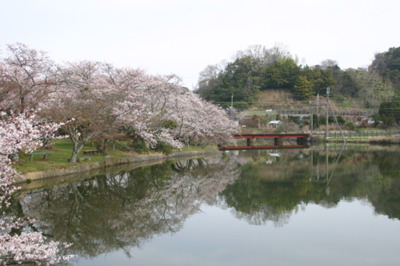 約30本の桜の木が園内の池を取り囲む