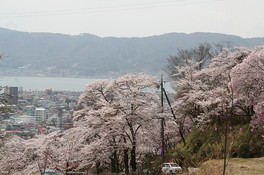 諏訪湖を背景に桜が咲き誇る