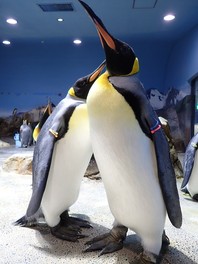 ペンギン繁殖の先駆けとして有名で、繁殖に成功した種類数でも日本屈指