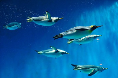 ペンギン繁殖の先駆けとして有名で、繁殖に成功した種類数でも日本屈指