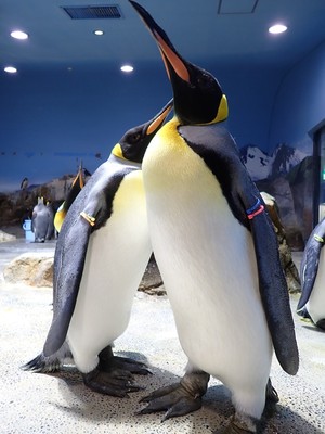 ペンギン繁殖の先駆けとして有名で、繁殖に成功した種類数でも日本屈指