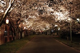ライトアップされた桜のトンネルをくぐり夜桜を満喫