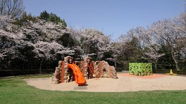 滑り台などで遊べるちびっこ広場にも桜が植えられている
