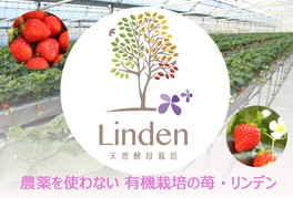 天然酵母栽培 Linden(リンデン)