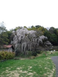 市の天然記念物に指定されているシダレザクラが見れる