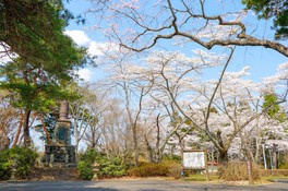 春には桜の花が咲き誇り、園内を彩る