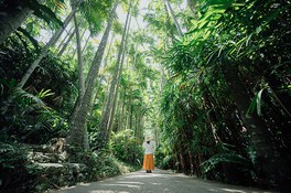 多彩な亜熱帯植物が展示された屋外植物園