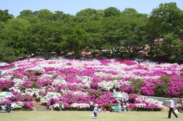 5月上旬にはつつじまつりが行われる