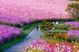 1000万本のコスモスが咲く日本最大級のコスモス園