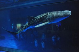 世界最大の魚ジンベエザメは迫力満点