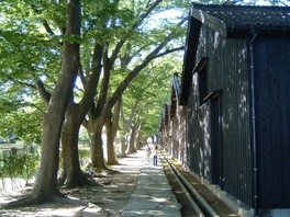 山居倉庫に植えられたケヤキ並木は風情たっぷり