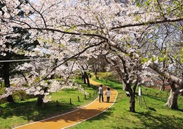ソメイヨシノなど数種類の桜が植栽されている