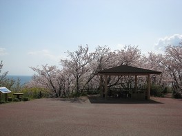 満開の桜が楽しめる桜の広場