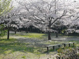 お花見にも最適な公園