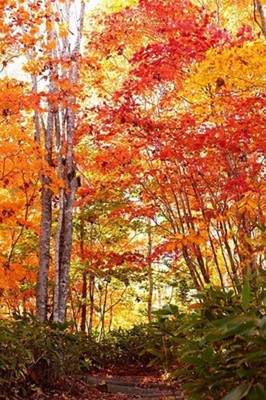 秋には森の紅葉が見られる