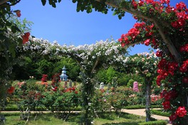 河津のフランス庭園式ローズガーデン